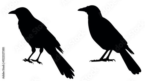 Silhouette of a crow on white background in nature illustration