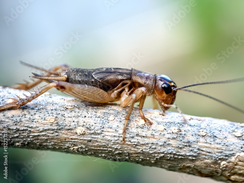 Close up of cricket (Gryllidae), the cricket perches on a tree branch