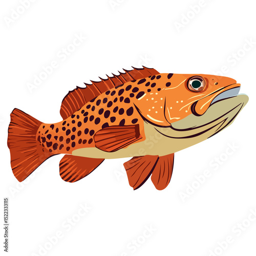 grouper, sea animal, vector, transparent background, organism, fish, animal, aquarium, ocean, wildlife, marine, underwater, nature, fins, seafood, isolated