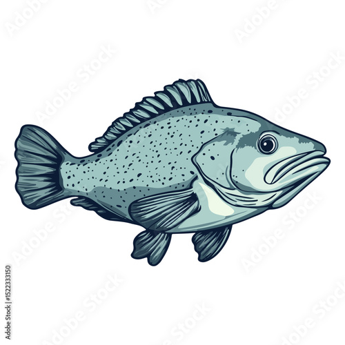 grouper, sea animal, vector, transparent background, organism, fish, animal, aquarium, ocean, wildlife, marine, underwater, nature, fins, seafood, isolated