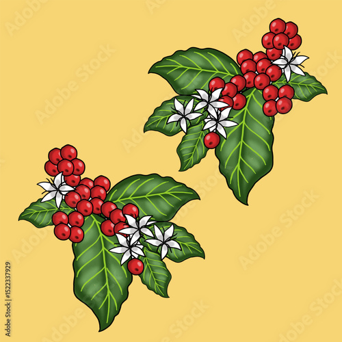 Beautiful Illustration of Coffee Plant with Berries and Flowers
