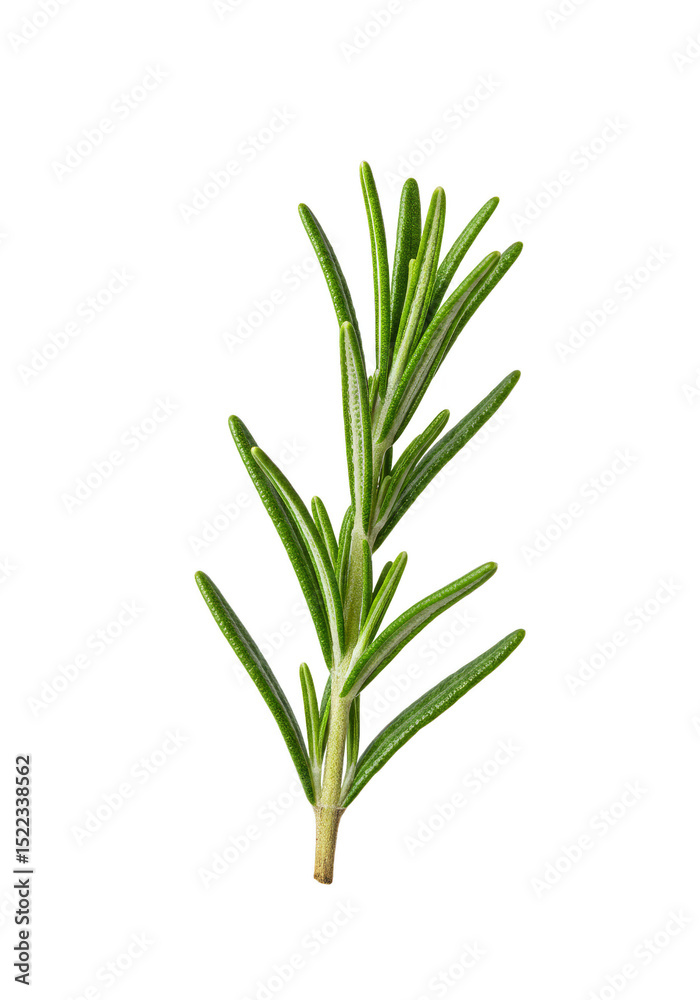 Obraz premium Isolated Rosemary Branch Fresh Aromatic Herb Green on Transparent Background
