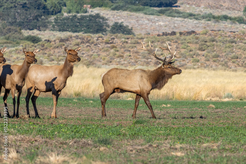 Tule Elk Herd Along Highway 395 in the Owens Valley