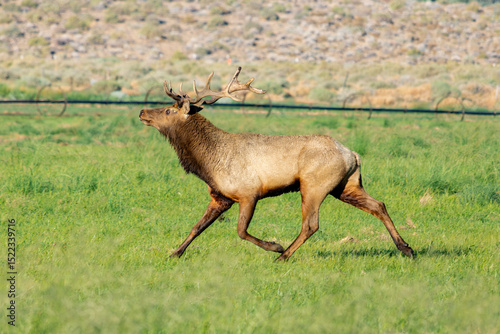Tule Elk in Field Along Highway 395 in Owens Valley,