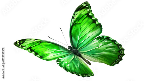 Green butterfly flying isolated on white background