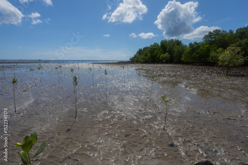 Conducting growth monitoring of mangrove seedlings planted at this site: measuring height, base diameter, and recording survival count