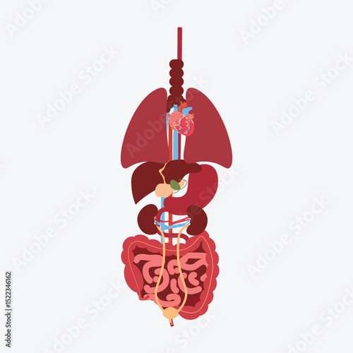 Internal Organs human anatomy vector