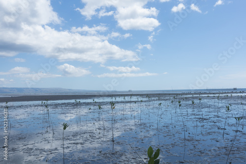 Conducting growth monitoring of mangrove seedlings planted at this site: measuring height, base diameter, and recording survival count
