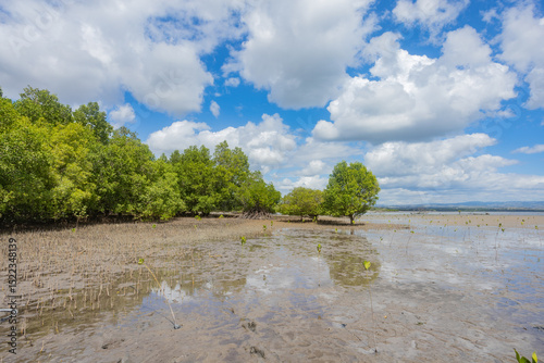 Conducting growth monitoring of mangrove seedlings planted at this site: measuring height, base diameter, and recording survival count