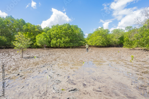 Conducting growth monitoring of mangrove seedlings planted at this site: measuring height, base diameter, and recording survival count