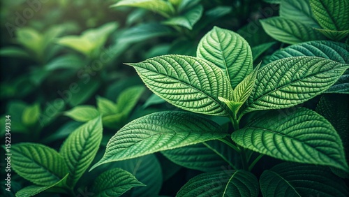 Close-up of fresh green mint leaves in a natural garden environment