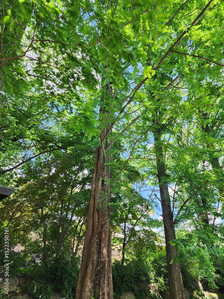 Naklejka premium 나무와 하늘