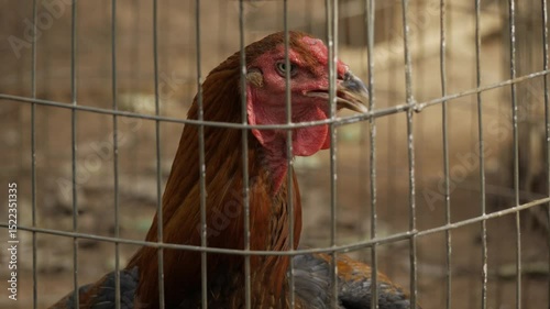  Freedom within the cage  A glimpse into the life of a farm chicken