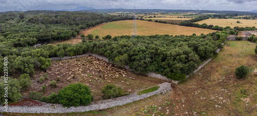 flock of sheep in a stone enclosure, near to Binifat, Sencelles, Mallorca, Balearic Islands, Spain