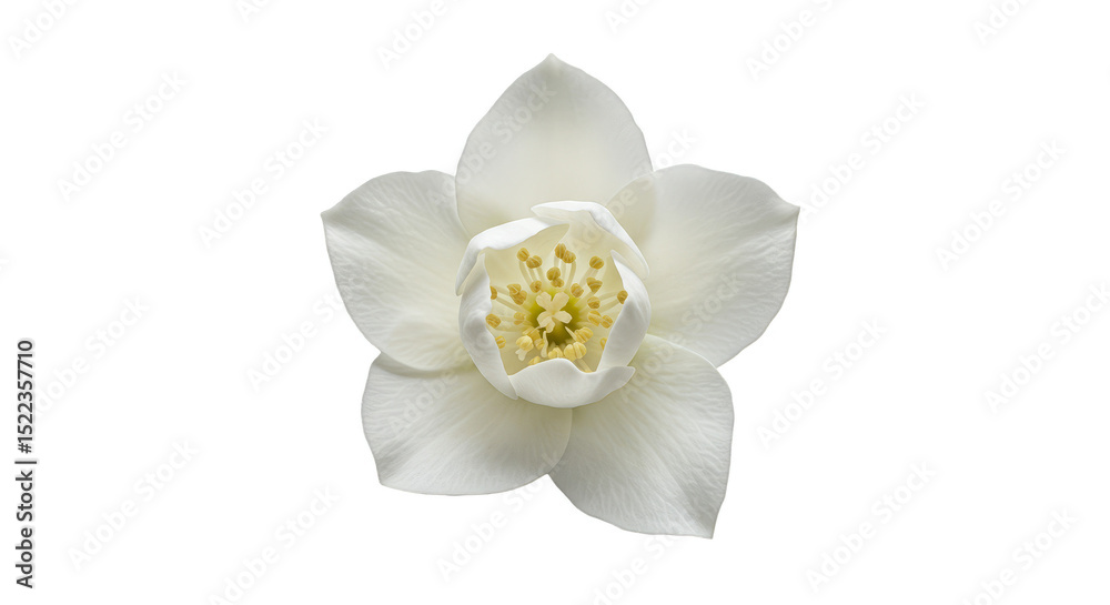 Obraz premium Isolated White Flower Blossom Transparent Flora Spring Floral Plant