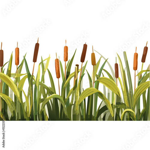 Wetland nature elements set - marsh plants with cattails, vector plant graphic design