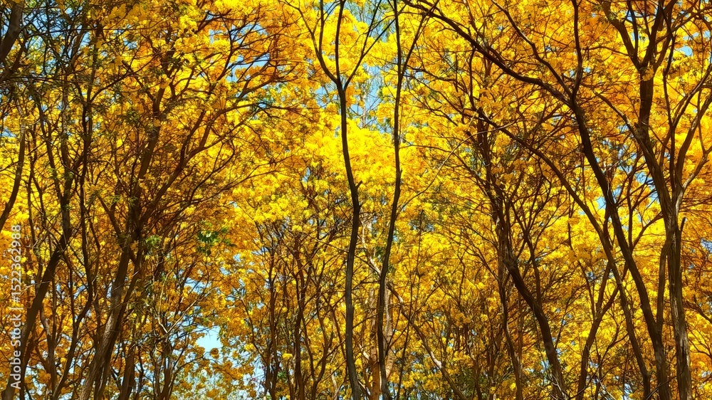 Fototapeta premium Autumn Canopy of Golden Leaves in a Forest Under a Clear Sky
