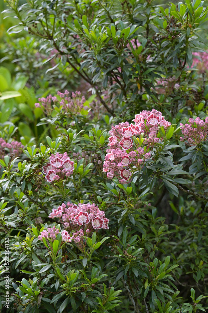 Obraz premium Breitblättrige Lorbeerrose, Kalmia latifolia