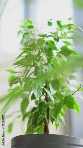 Caring for house plants. Ficus benjamina in a pot in an apartment or on a windowsill
