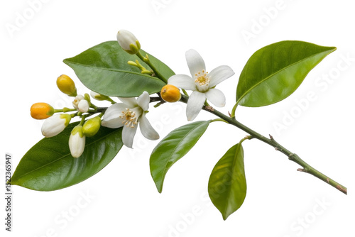 orange blossom branch isolated on white background.