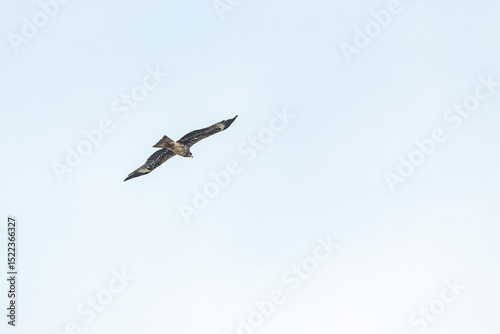 The hawk flying on the sky