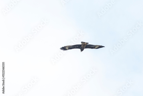 The hawk flying on the sky