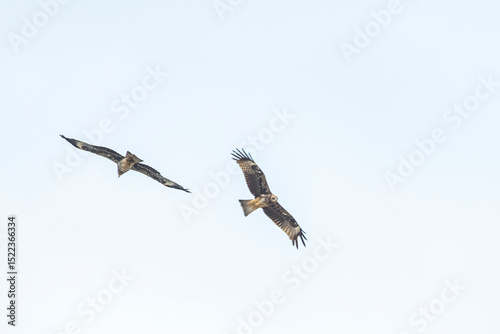 The hawk flying on the sky