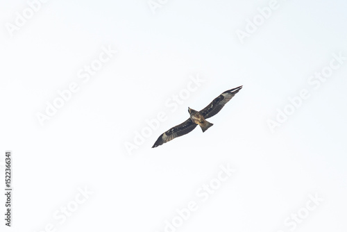 The hawk flying on the sky