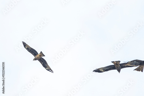 The hawk flying on the sky