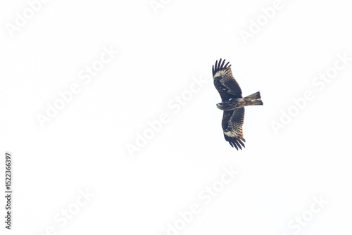 The hawk flying on the sky
