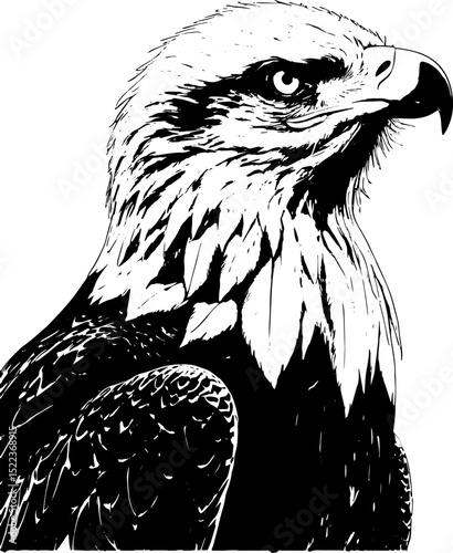 Black and White Eagle Vector Illustration - Majestic Bird of Prey