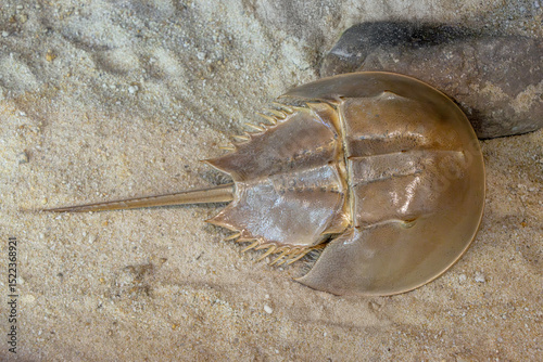 The Horseshoe crab (Limulus Polyphemus)