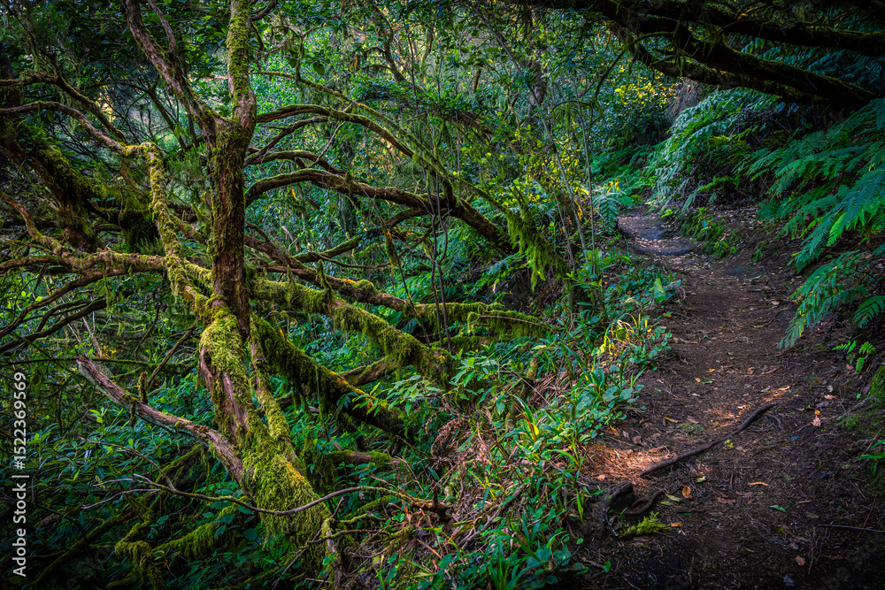 Obraz premium Mysterious Laurel Forest Trail on Tenerife – Hiking Through a Prehistoric Jungle