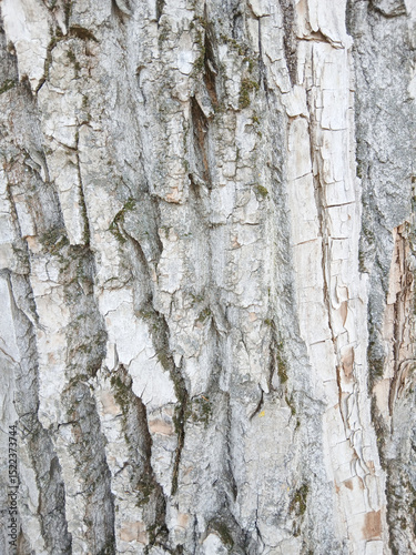 wooden texture background surface tree trunk