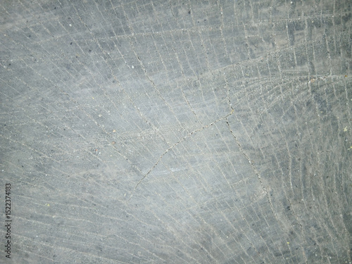 wooden texture background surface of a cut tree stump