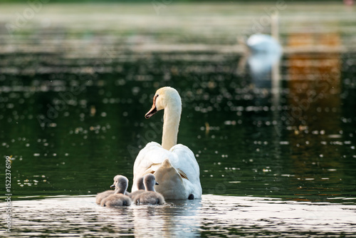Fototapeta Naklejka Na Ścianę i Meble -  Swan and Cygnets on a Serene Lake Shore 