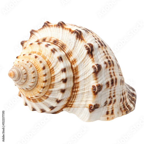 Patterned seashell isolated on white background showcasing intricate marine texture and natural form
 photo