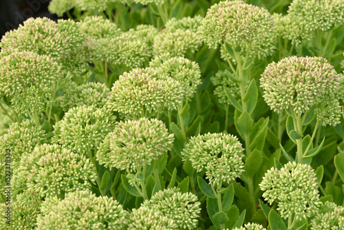 Fetthenne, Sedum, Herbstfreunde