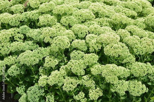 Fetthenne, Sedum, Herbstfreunde