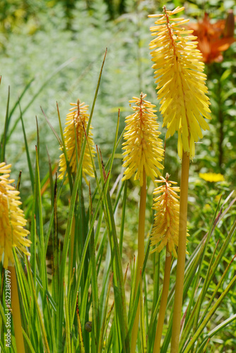 Принти на полотні Fackellilie, Kniphofia,  R.W. Kerr