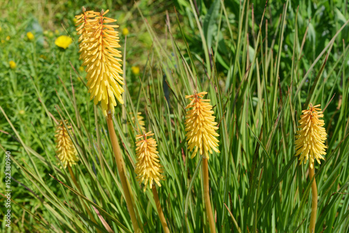 Photos Fackellilie, Kniphofia,  R.W. Kerr