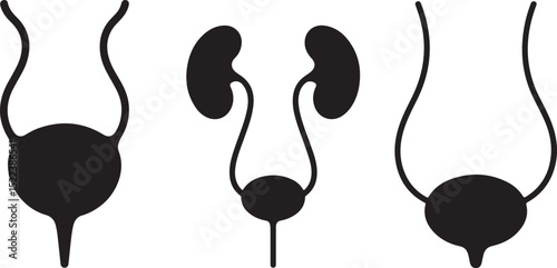 Urinary System Anatomy Diagrams Kidneys Bladder Ureters