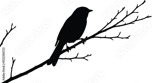 Silhouette of a bird perched on a tree branch in black and white minimalism