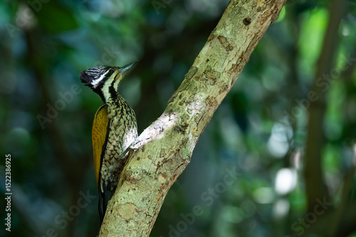 The Common Flameback in nature