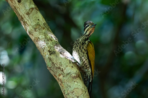 The Common Flameback in nature