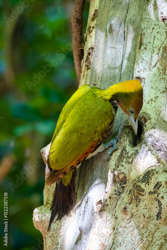 The Greater Yellownape in nature