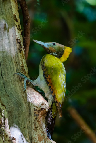 The Greater Yellownape in nature