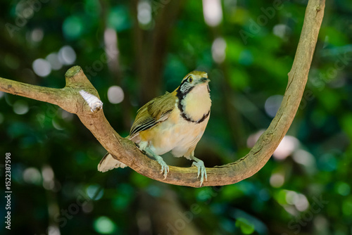 Greater Necklaced Laughingthrush in nature
