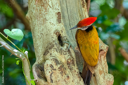 The Common Flameback in nature