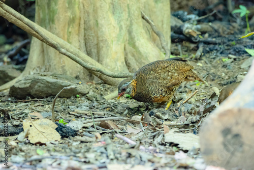 Green-Legged Partridge in nature